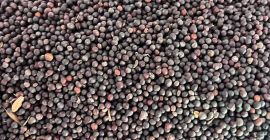 Polska firma sprzedaje rzepak pochodzenia ukraińskiego z dostawą. Pakowanie