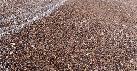 Witam, Sprzedam grykę oczyszczoną, zbiór 2023, wilgotność na poziomie