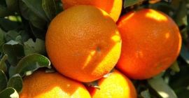 Od listopada do lutego słynne sady mandarynkowe w Bodrum