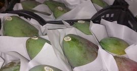 Wysokiej jakości egipskie mango. Bezpośrednio od producenta. Minimalne zamówienie