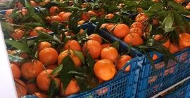 FIA GOGOT FRUIT przyniesie Ci w nowym sezonie owoce