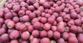 Sprzedam: . 1. Galla Must / 6+ / 20