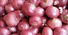 Sprzedajemy Czerwoną Cebulę Cal 5+ od rumuńskich lokalnych rolników.
