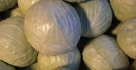 Na sprzedaż Kapusta Biała Adelco. Odmiana bardzo przydatna na