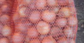 Witam, mam do sprzedania duże ilości polskiej cebuli, z