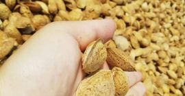 Zbiór świeżych migdałów 2021 rok. Migdał jest w tej