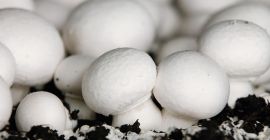 Szanowni Państwo, poszukujemy producentów pieczarki białej, brązowej oraz boczniaka