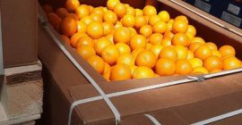 Wysokiej jakości egipska pomarańcza. Bezpośrednio od producenta. Minimalne zamówienie