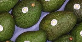 Pakowanie awokado odbywa się w 4-kilogramowe kartony brutto, z