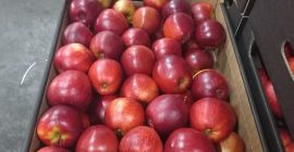 Oferujemy na sprzedaż jabłka Idared, Jonaprince, Golden, Gala, Red