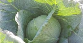 Mamy do sprzedania kapustę białą. Główki targowe 1-4 kg,