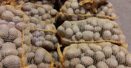 Sprzedam ziemniaki czerwone bellarosa grube 45+ Ok 10 ton