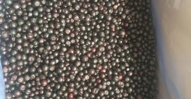 Mam zaszczyt przedstawić Państwu IQF Mrożone dzikie Borówki (Vaccinium