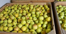 Sprzedam RedJonaprince, RedCapa, Jeronimo, KingRoat, Szampion, Golden, Gala Must,