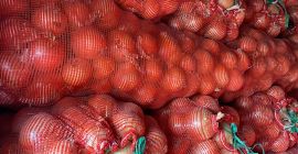 Cebula cebulowa hurtowa od producenta. Pakowane w siatki po