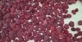 Sprzedam maliny odmiany Vilamet z własnej plantacji Opakowanie: karton