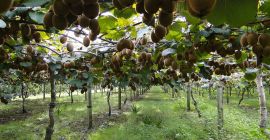 Jeden z czołowych greckich producentów kiwi, nektaryn, moreli, wiśni,