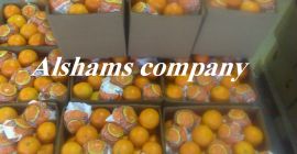 Oferujemy świeżą pomarańczę o następujących specyfikacjach: Pomarańczowy pępek: (od