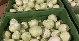 Sprzedam kapustę biała Ilosci tirowe Towar bardzo ładny Posiadam