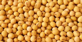 Kupujemy nasiona słonecznika i soję w dużych ilościach. Cena