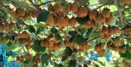 Sprzedam kiwi o wadze od 70g do 150g w