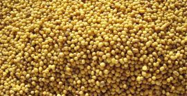 Gorczyca biała pakowana i luzem . Pakowane w podwójne