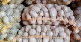 Sprzedam ziemniaki odmiana Bellarosa, Jurek, Satina Jadalne, sadzeniaki, paszowe