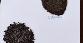 Sprzedam nasiona tymianku,szałwi ,cząbru,melisy Sprzedam nasiona tymianku,szałwi ,cząbru,melisy .posiadam także zioła takie jak