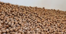 Sprzedam orzechy włoskie BIO w łupinie bardzo ładne łatwe