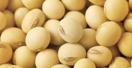 Sprzedaję soję bezpośrednio od producenta Watsapp +380507385161