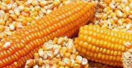 Żółta kukurydza Żółta kukurydza/kukurydza Specyfikacja: Nazwa towaru - Żółta