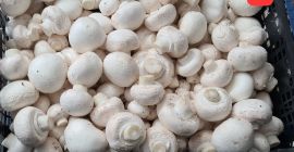 Oferta dla hurtowni, sklepów, pizzerii, restauracji. Pieczarki białe -