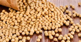 Najwyższej jakości soja GMO/non-GMO, zbiory 2022, produkt przeszedł kontrolę