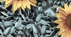 Mamy do sprzedania nasiona słonecznika ze zbiorów 2022r. Dostawa
