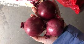 Cebula czerwona 50/70 we workach 10 kg na paletach