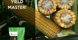 10000 metric tons (mt) of FAO 600 maturity group