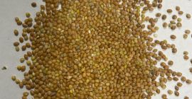 Yellow millet purity 99% humidity max 14,5. 22t