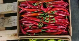 Papryczka chili w r&oacute;żnych kolorach zielonym czerwonym ż&oacute;łtym