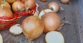 Cebula koliber 5+. Bez uszkodzeń i owad&oacute;w. Długo przechowywane.