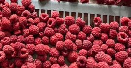 W ofercie maliny z sezonu 2022. Jakość 90/10 i
