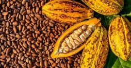 Oferujemy naturalne suszone ziarna kakaowe z lasów deszczowych Afryki