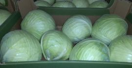 Sprzedam kapustę białą z chłodni kaliber od 1 kg