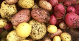 Oferujemy naturalnie uprawiane ziemniaki z lasów deszczowych Afryki Zachodniej,
