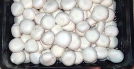 Poszukuję odbiorcy produkcja całoroczna tel 6935240040
