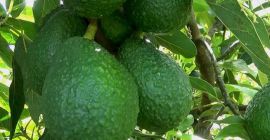 Hass Avocado Pudełka kartonowe najwyższej jakości, paletyzowane i spinane.