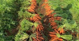 Best quality carrots. Greek production contact through&nbsp;
