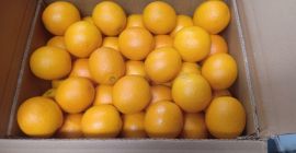 Pomarańczowy valencia maroc p&oacute;źny kot 1 Rodzaj opakowania: karton
