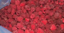 Sprzedam maliny odmiany Vilamet ekstra jakości z własnej plantacji.