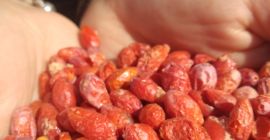 Pochodzące wyłącznie z polskich plantacji liofilizowane Jagody Goji bez