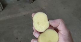Sprzedam ziemniaki czerwone bellarosa kał.45+ Ziemniaki zdrowe bez parcha